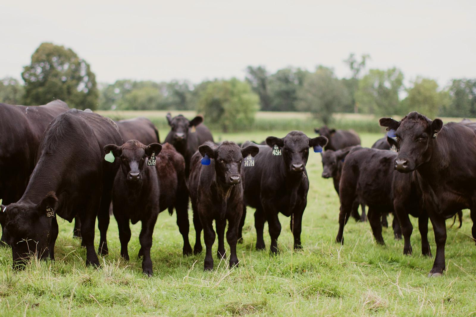 Passion Profile Leah Giess Carousel Image